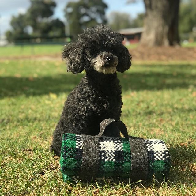 Otto & Spike Australian Made Knitwear Socks